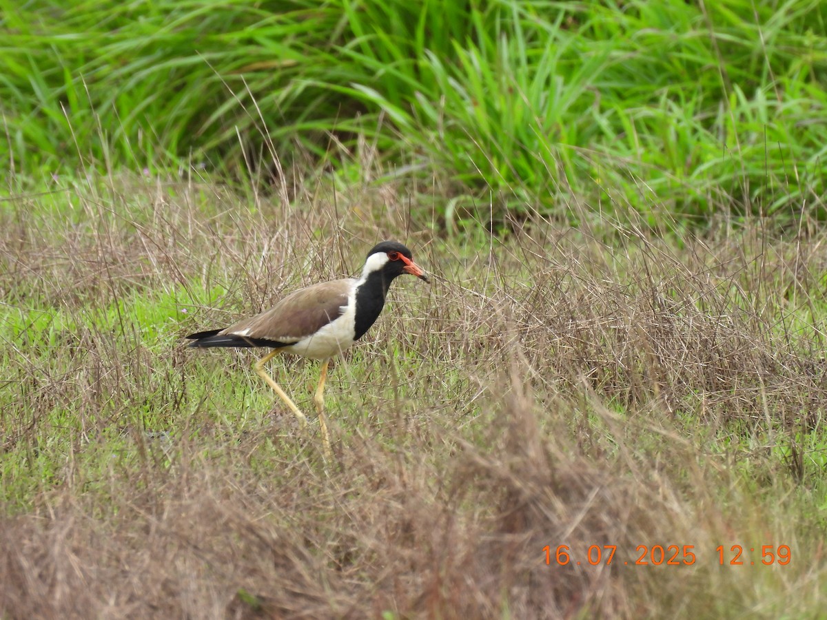Red-wattled Lapwing - ML638980245
