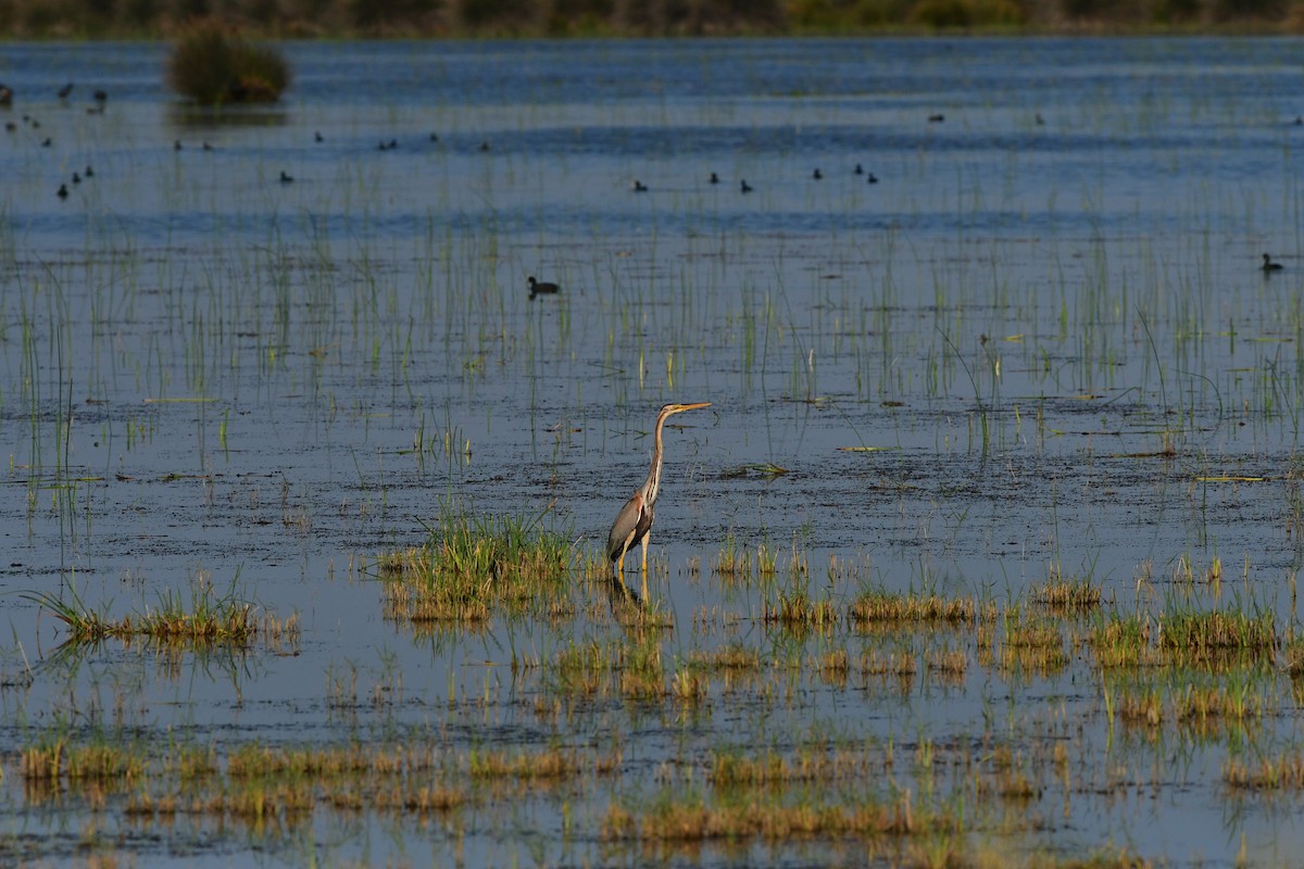 Purple Heron - ML638980282