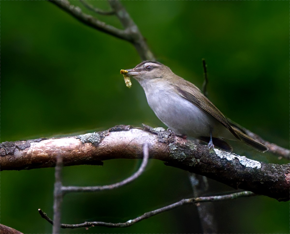 Red-eyed Vireo - ML638980332