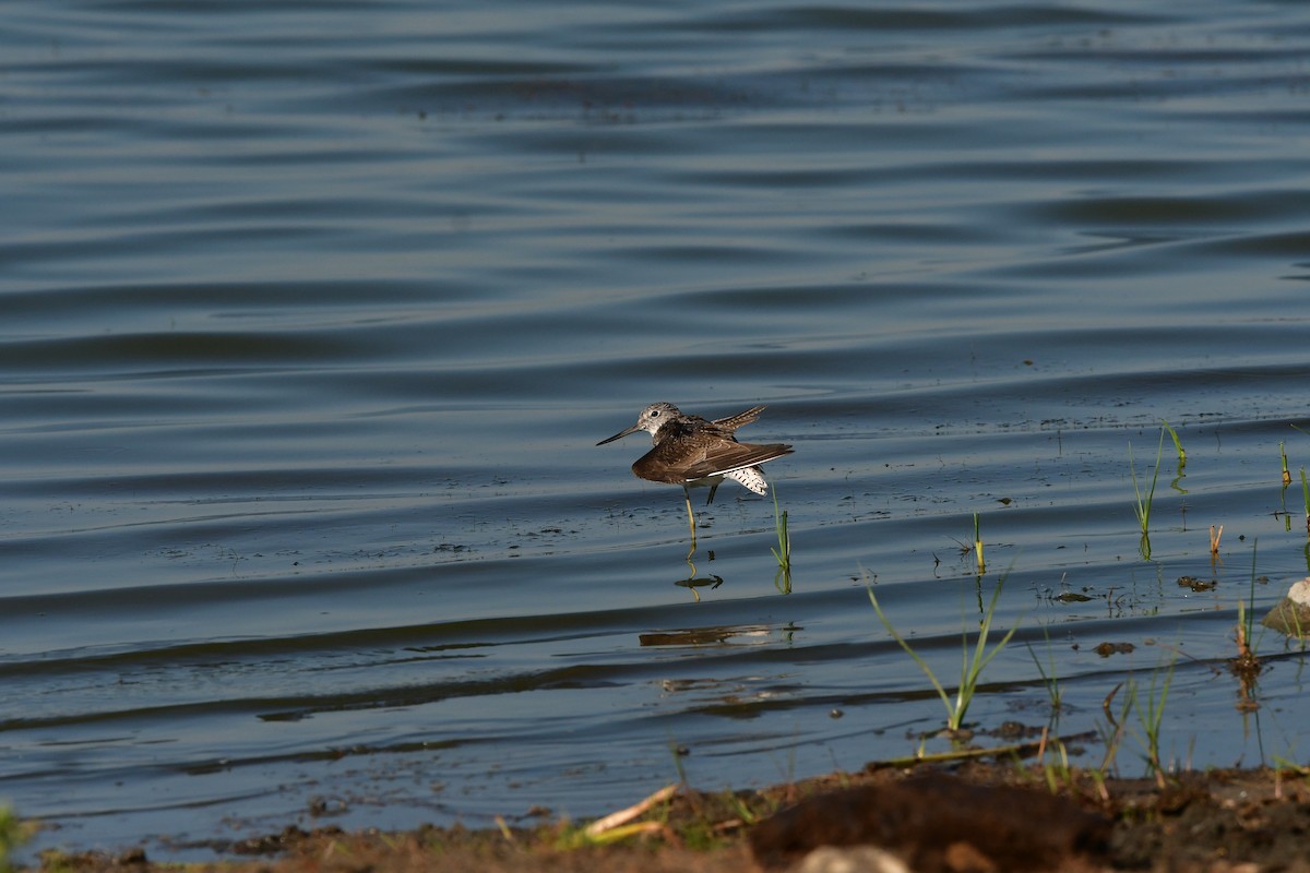 Common Greenshank - ML638980336