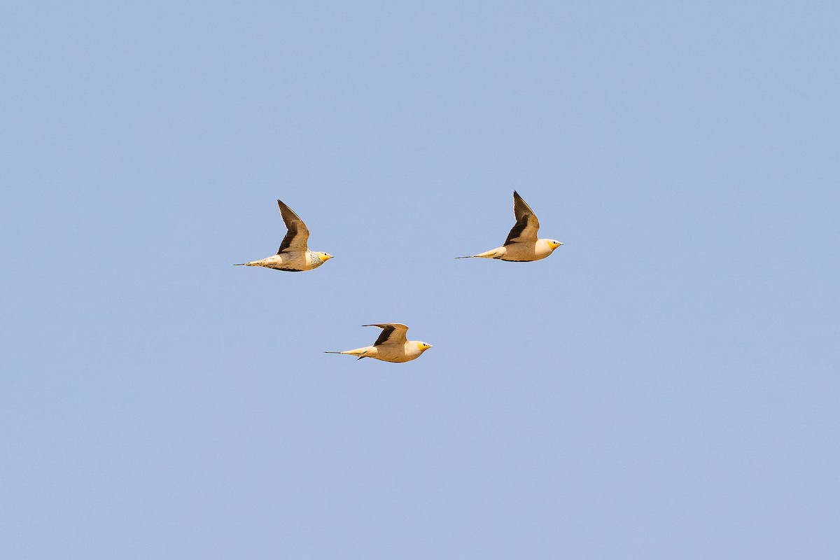 Spotted Sandgrouse - ML638980354