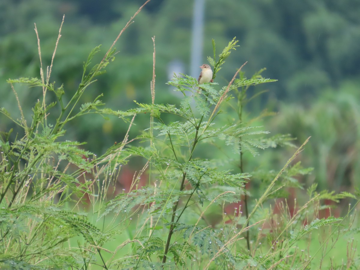 Plain Prinia - ML638980389