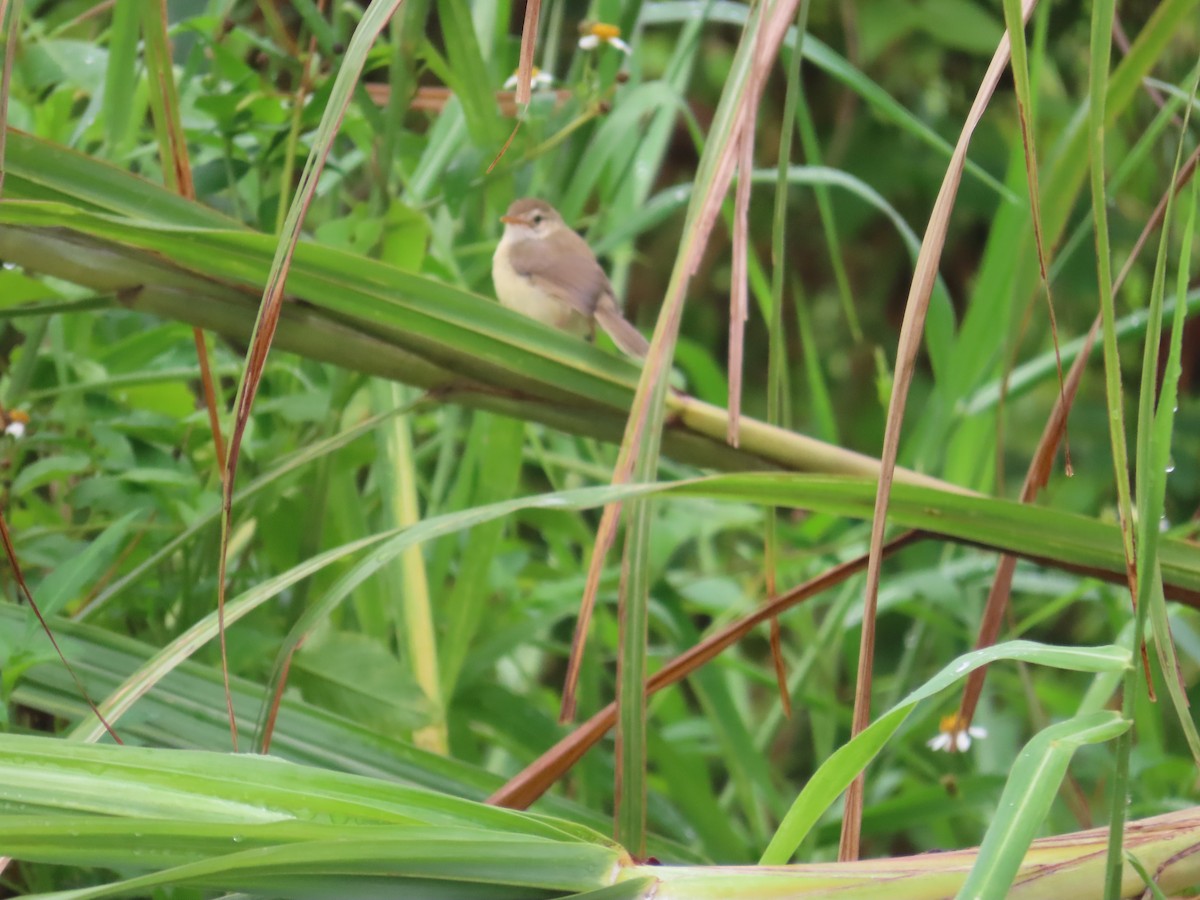 Plain Prinia - ML638980390