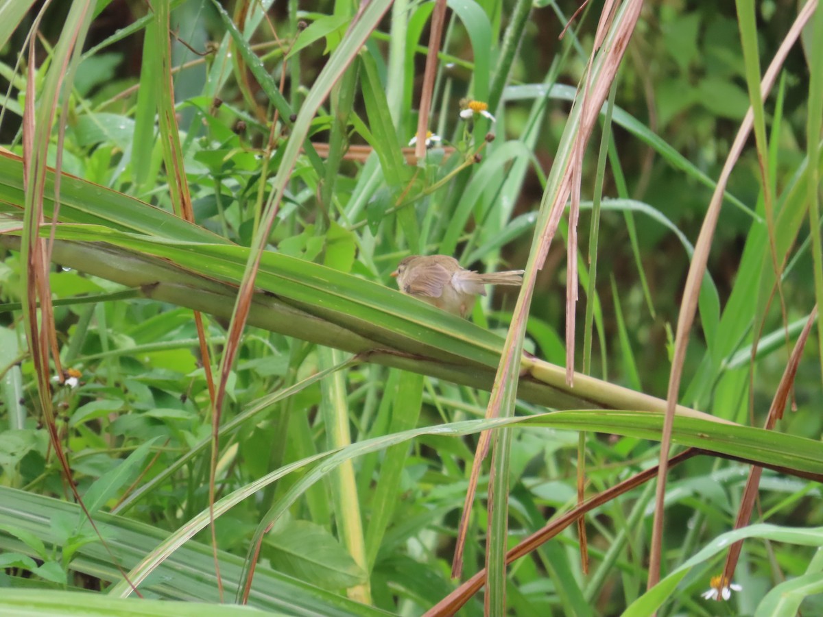 Plain Prinia - ML638980391