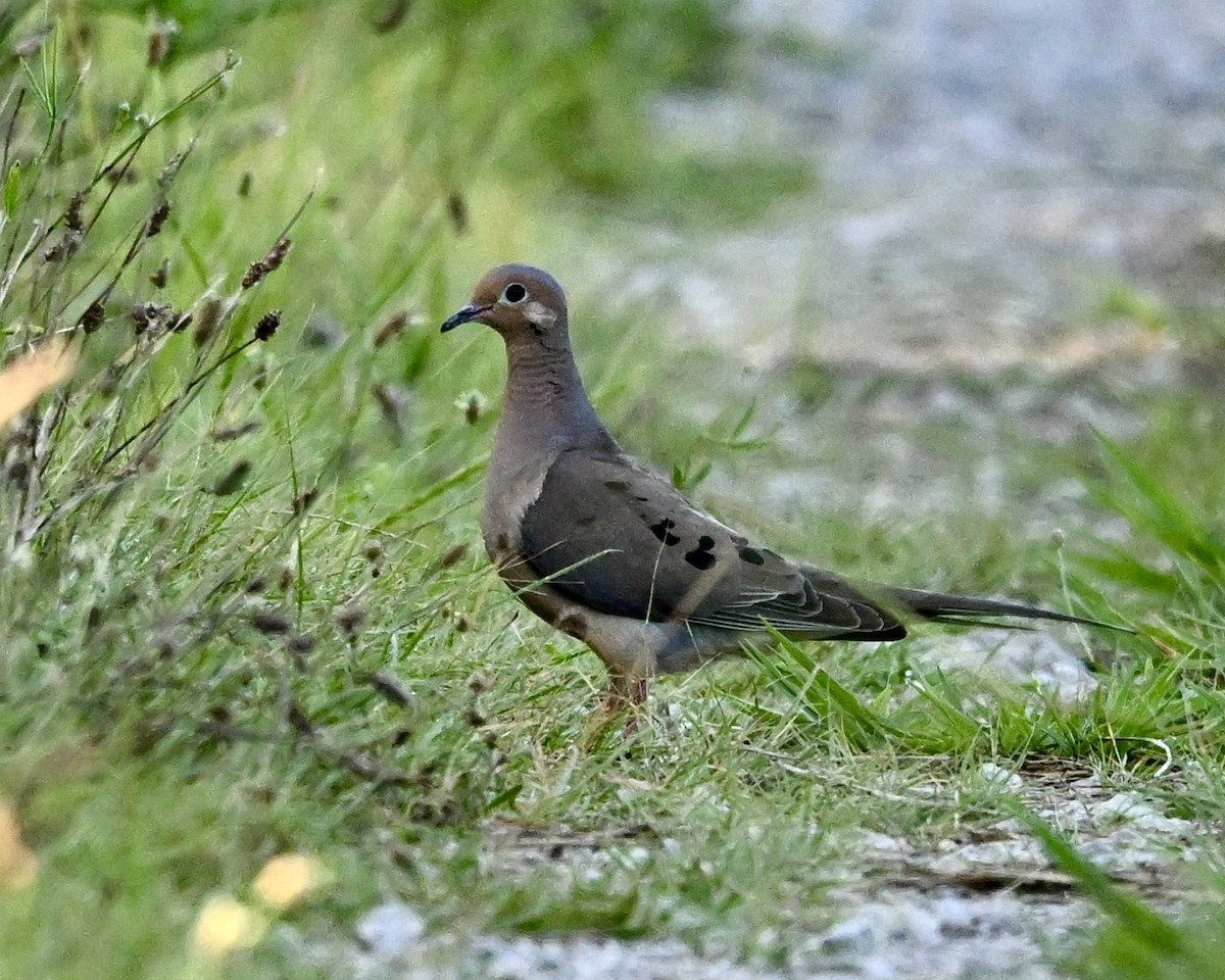 Mourning Dove - ML638980398