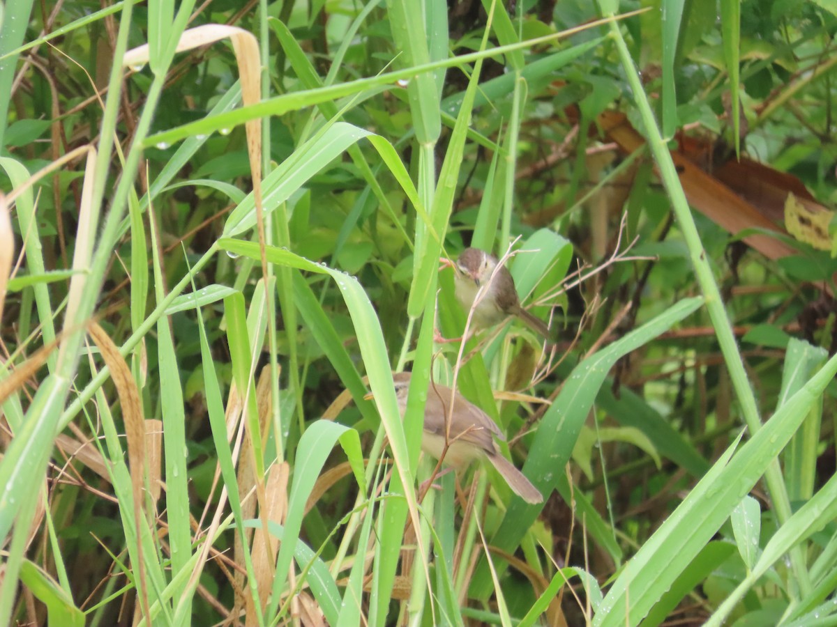Plain Prinia - ML638980402