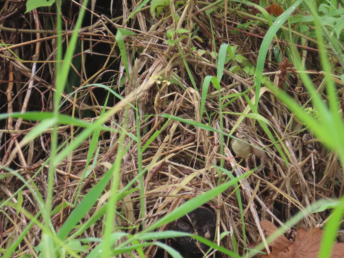 Plain Prinia - ML638980403