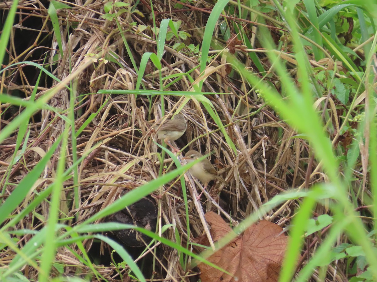 Plain Prinia - ML638980404