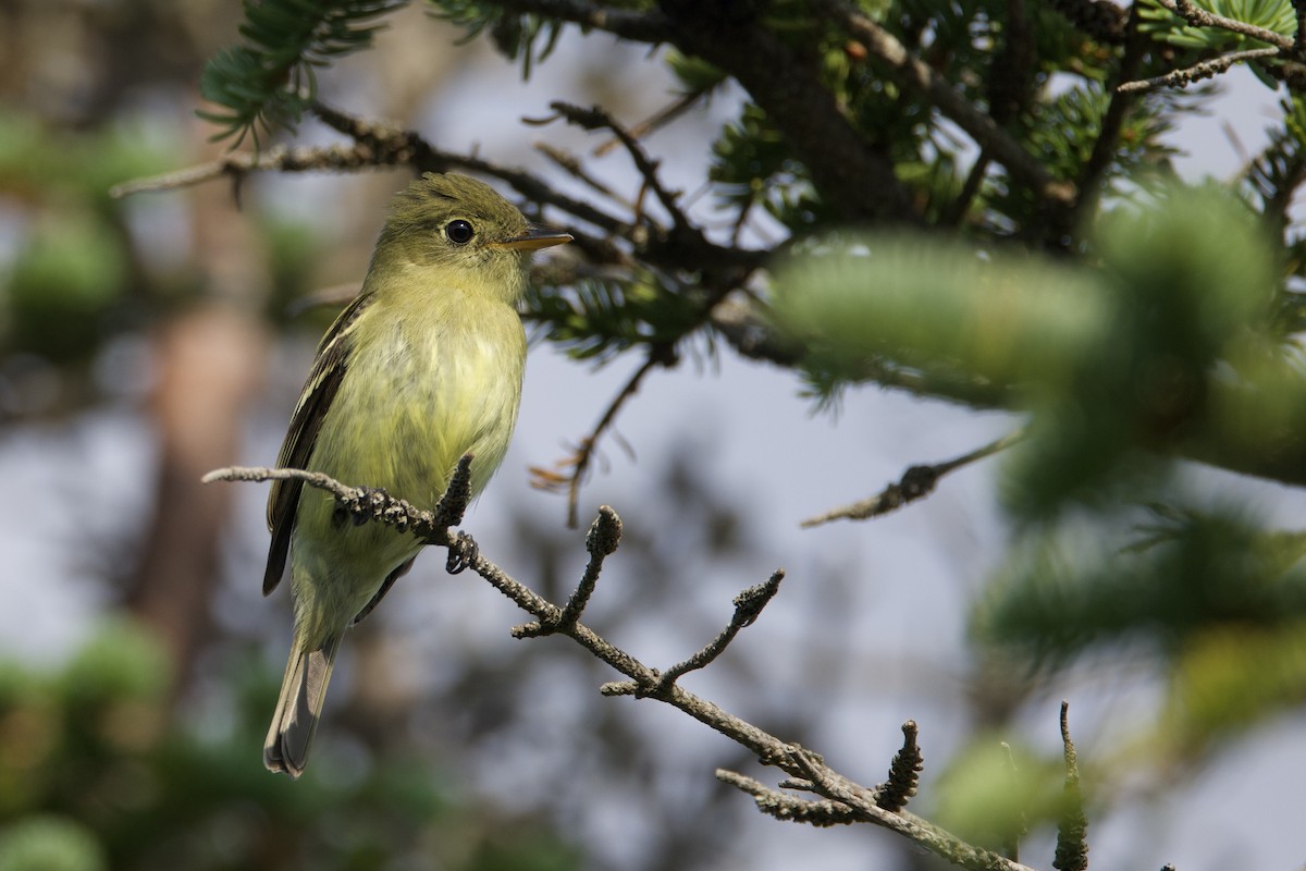 Yellow-bellied Flycatcher - ML638980432