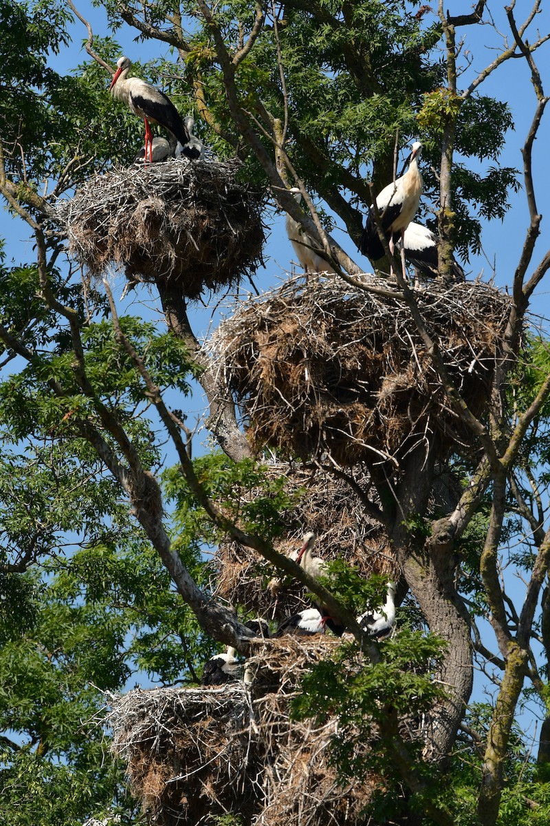 White Stork - ML638980434