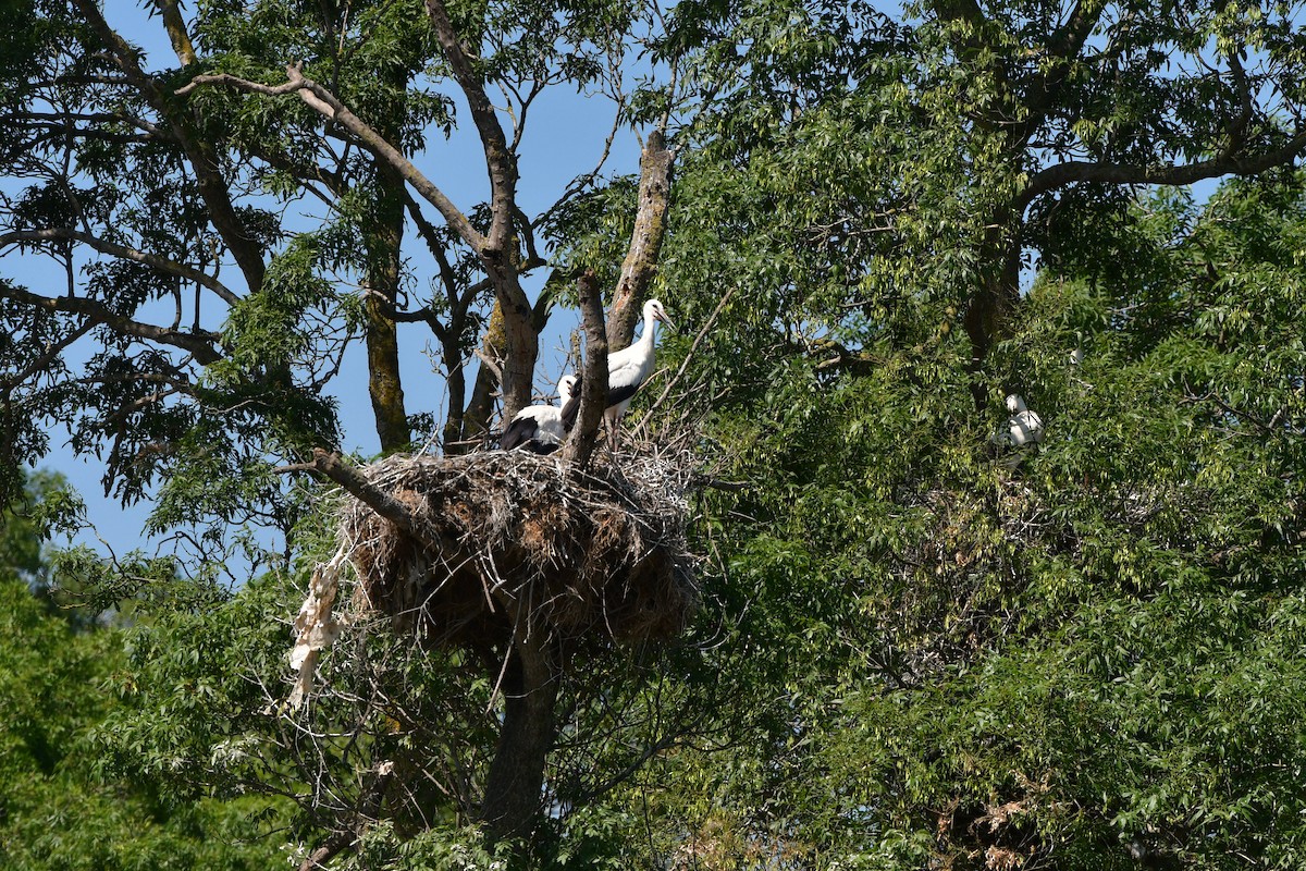 White Stork - ML638980435