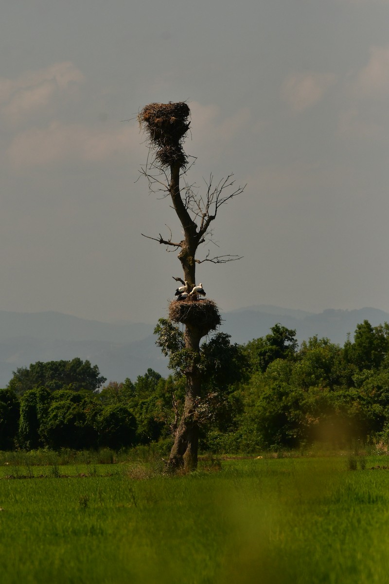 White Stork - ML638980436
