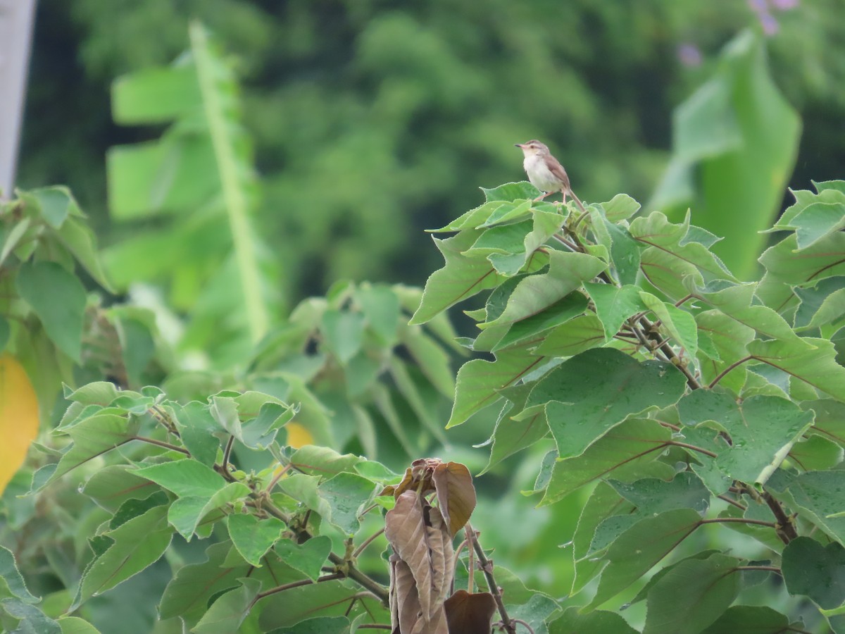 Plain Prinia - ML638980444