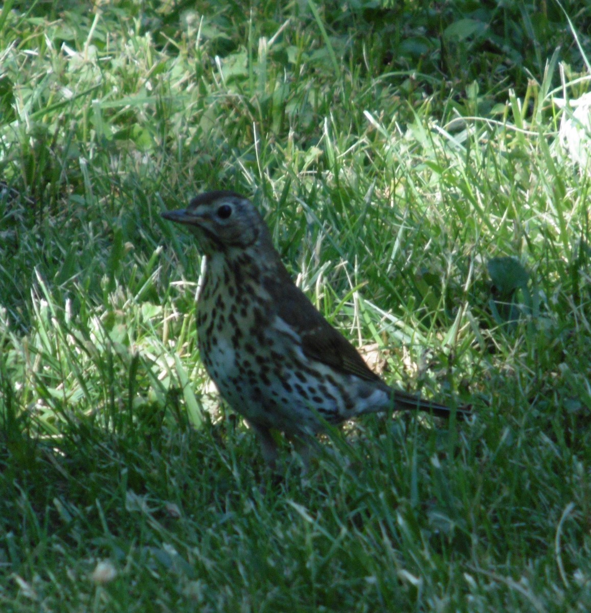 Song Thrush - ML638980466