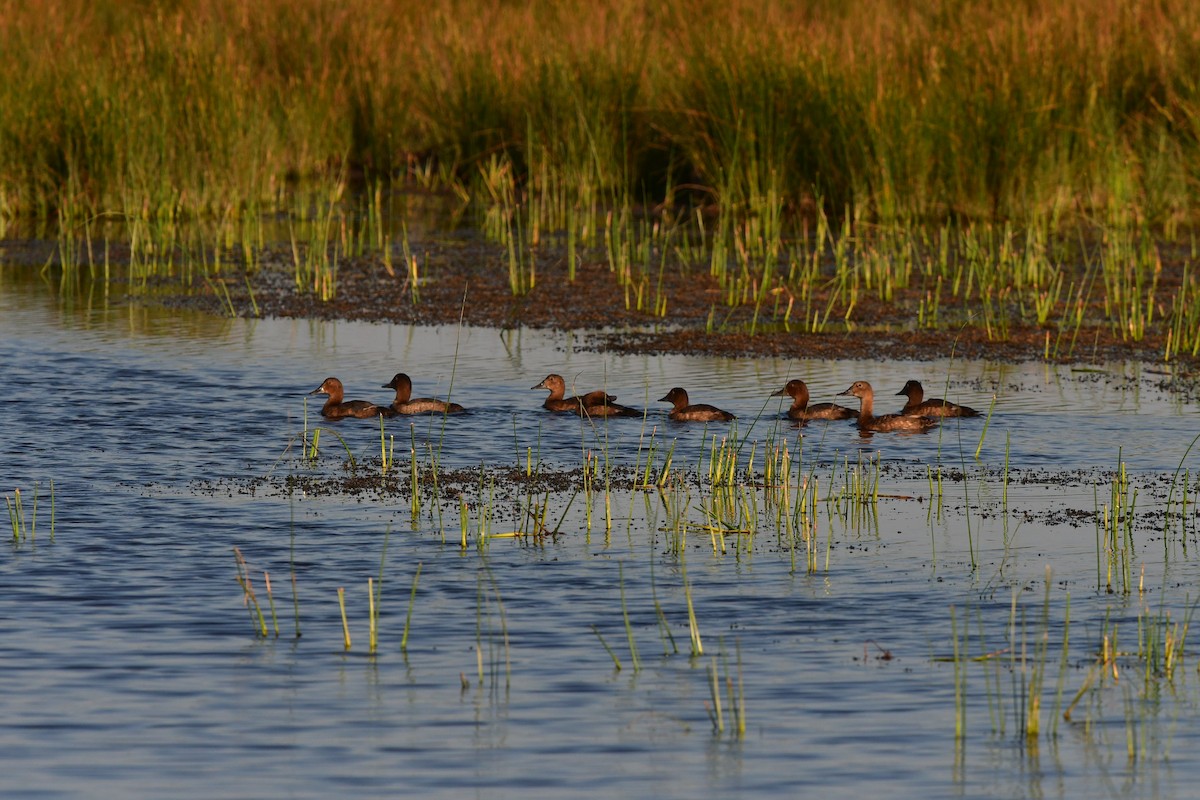 Ferruginous Duck - ML638980468