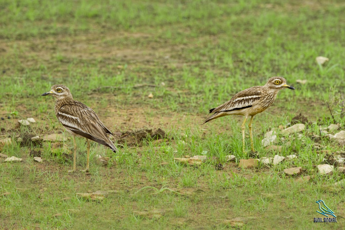 Indian Thick-knee - ML638980490