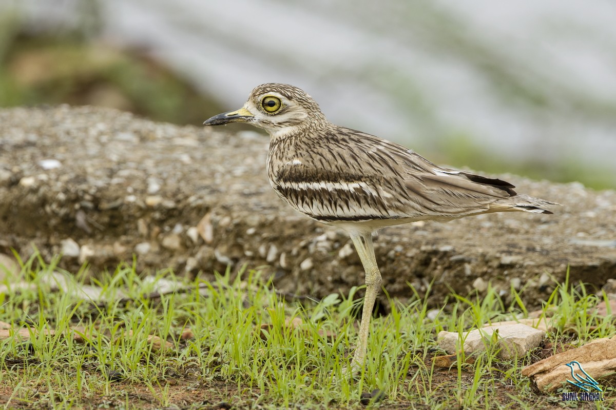 Indian Thick-knee - ML638980491