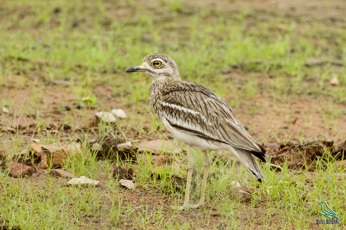 Indian Thick-knee - ML638980492