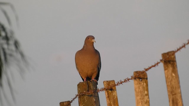 Picui Ground Dove - ML638980500