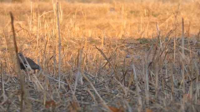 Picui Ground Dove - ML638980501