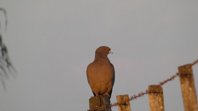 Picui Ground Dove - ML638980504
