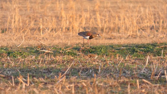 Picui Ground Dove - ML638980505