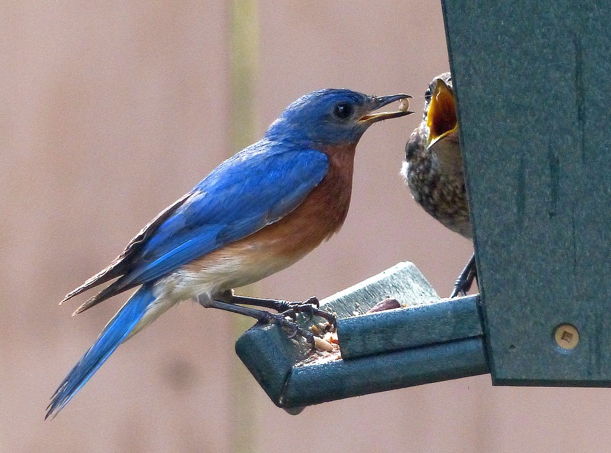 Eastern Bluebird - ML638980507