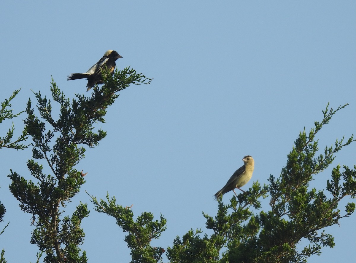 Bobolink - ML638980508