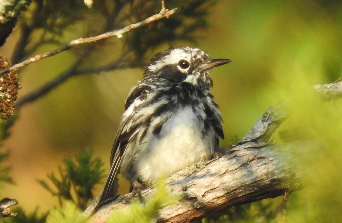 Black-and-white Warbler - ML638980531