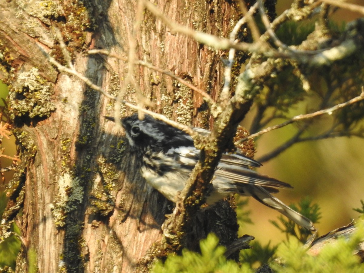 Black-and-white Warbler - ML638980535