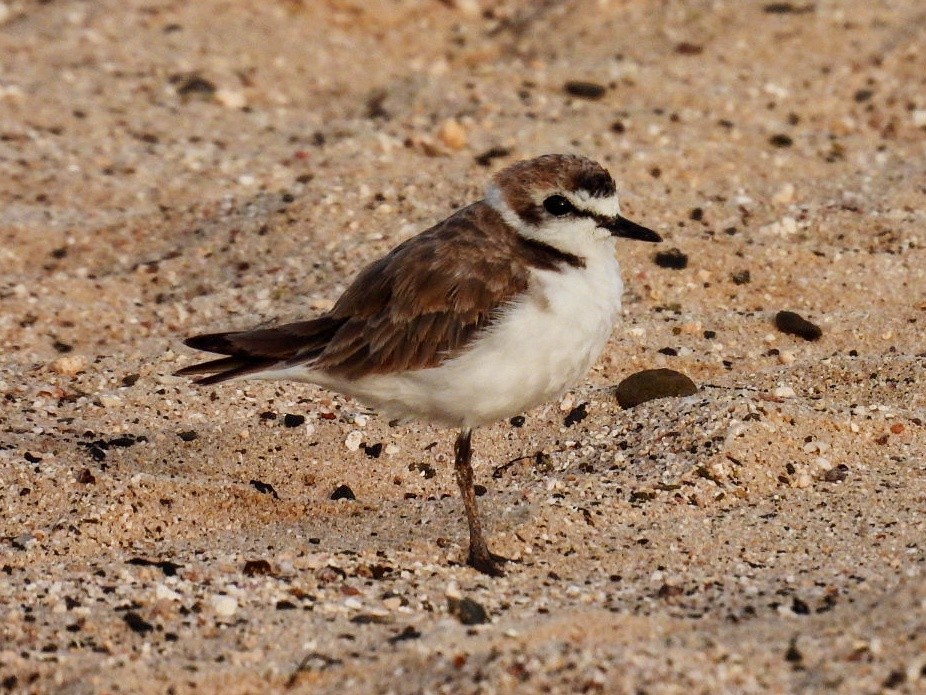 Kentish Plover - ML638980548