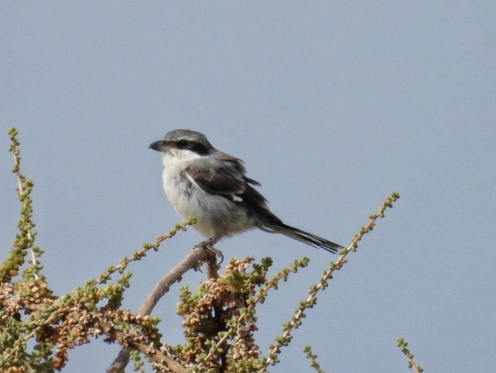 Great Gray Shrike (Sahara) - ML638980555