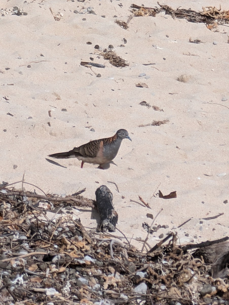 Bar-shouldered Dove - ML638980559