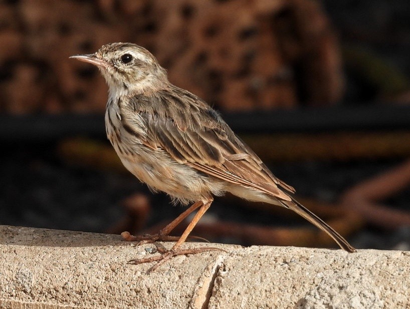 Berthelot's Pipit - ML638980560