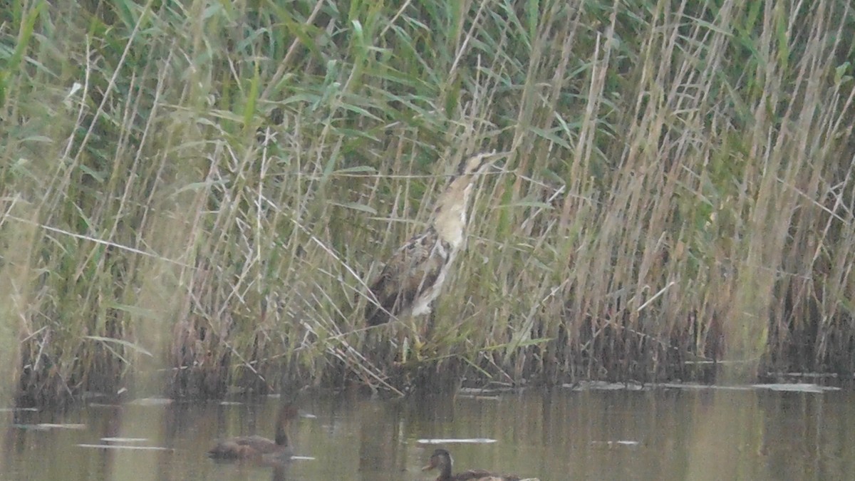 Eurasian Bittern - ML638980569