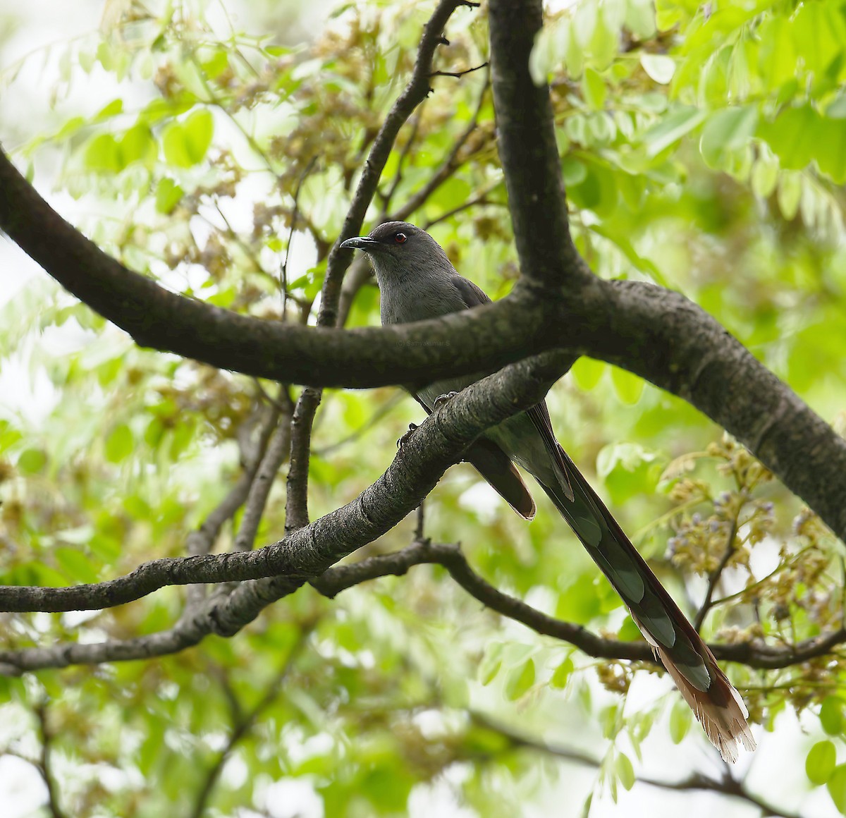Long-tailed Sibia - ML638980572
