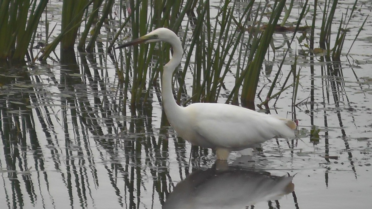 Great Egret - ML638980580