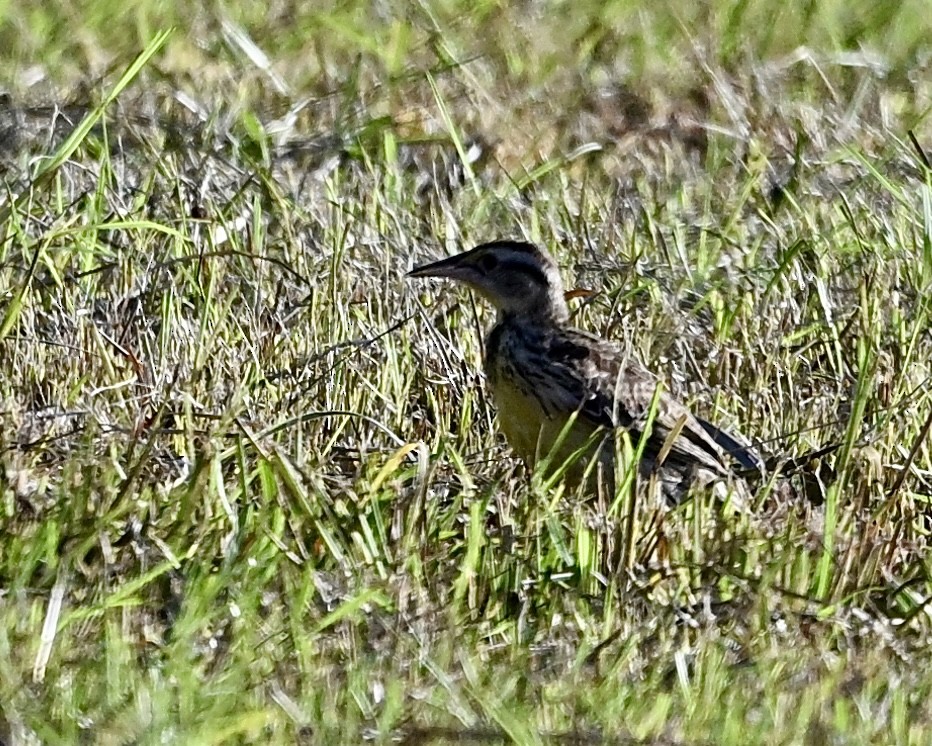 Eastern Meadowlark - ML638980628