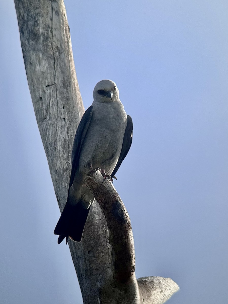 Mississippi Kite - ML638980635