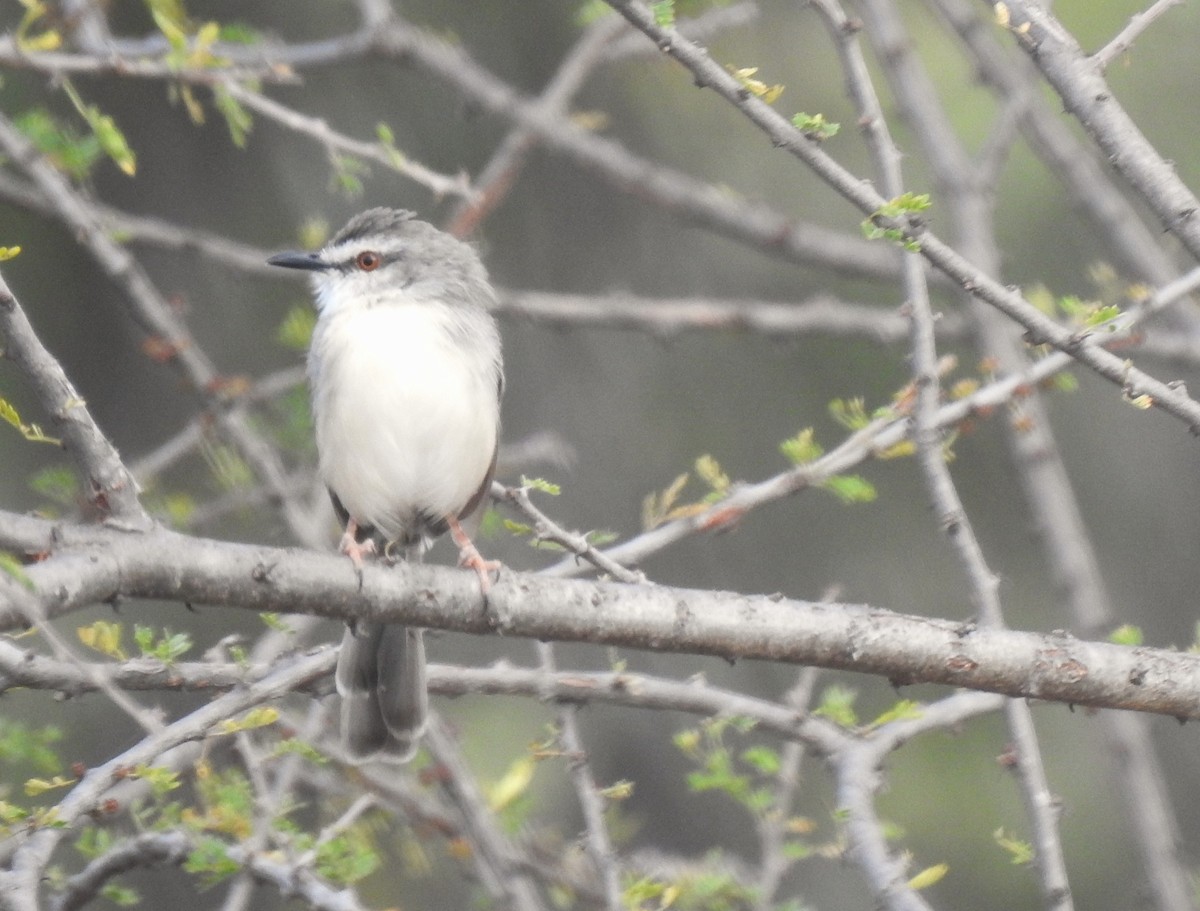Prinia pâle - ML638980642