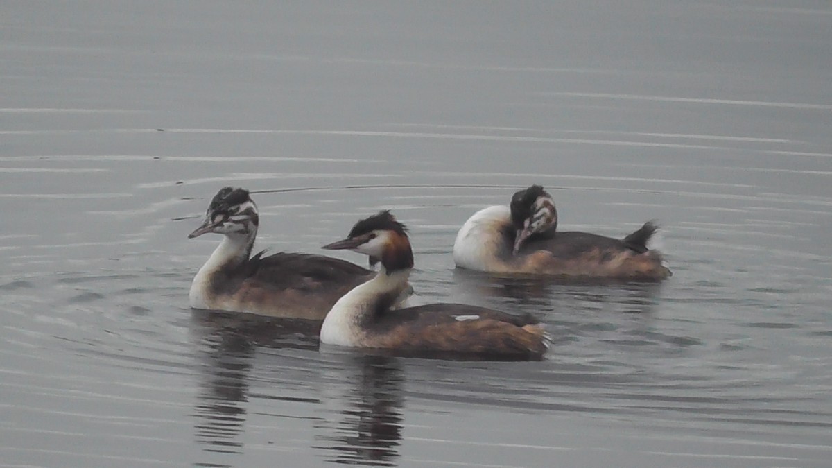 Great Crested Grebe - ML638980664