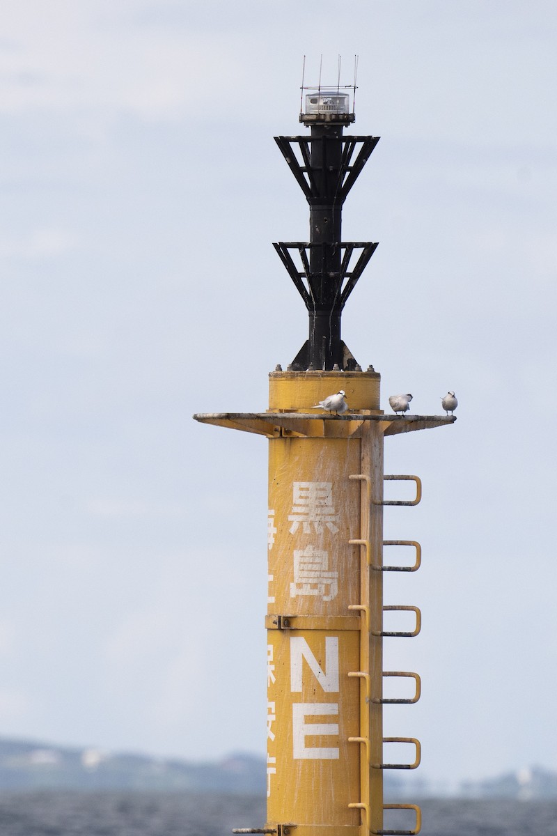 Black-naped Tern - ML638980697