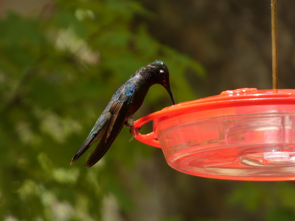 Rivoli's Hummingbird - ML638980702