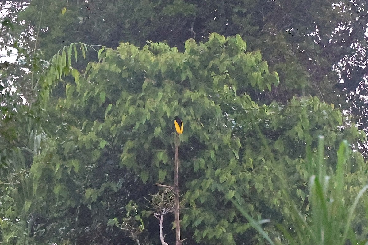 Twelve-wired Bird-of-Paradise - ML638980709