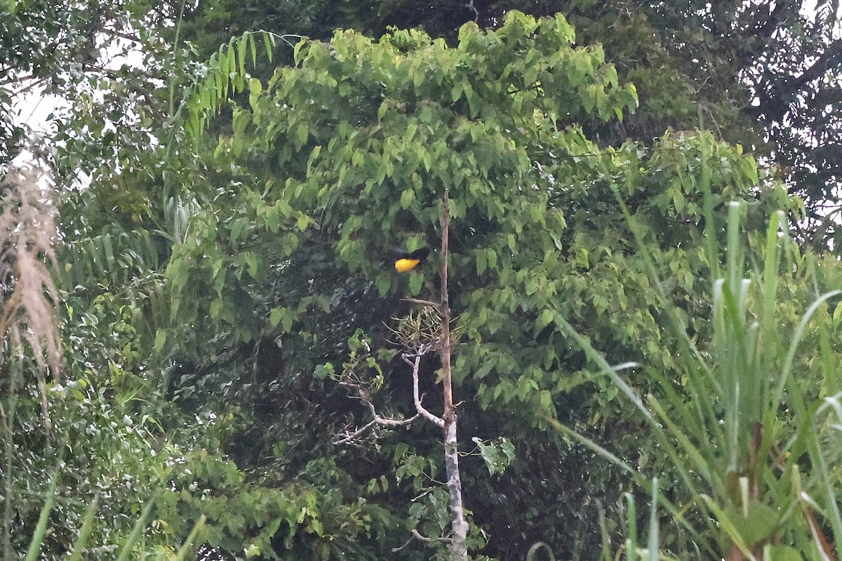 Twelve-wired Bird-of-Paradise - ML638980712