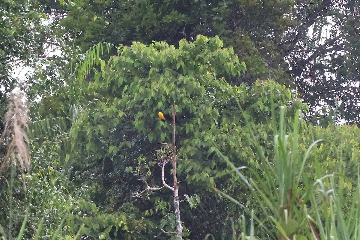 Twelve-wired Bird-of-Paradise - ML638980713