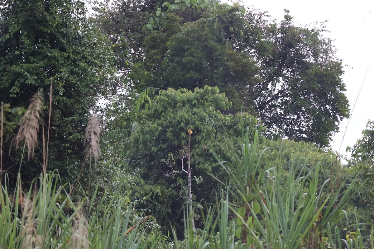 Twelve-wired Bird-of-Paradise - ML638980717