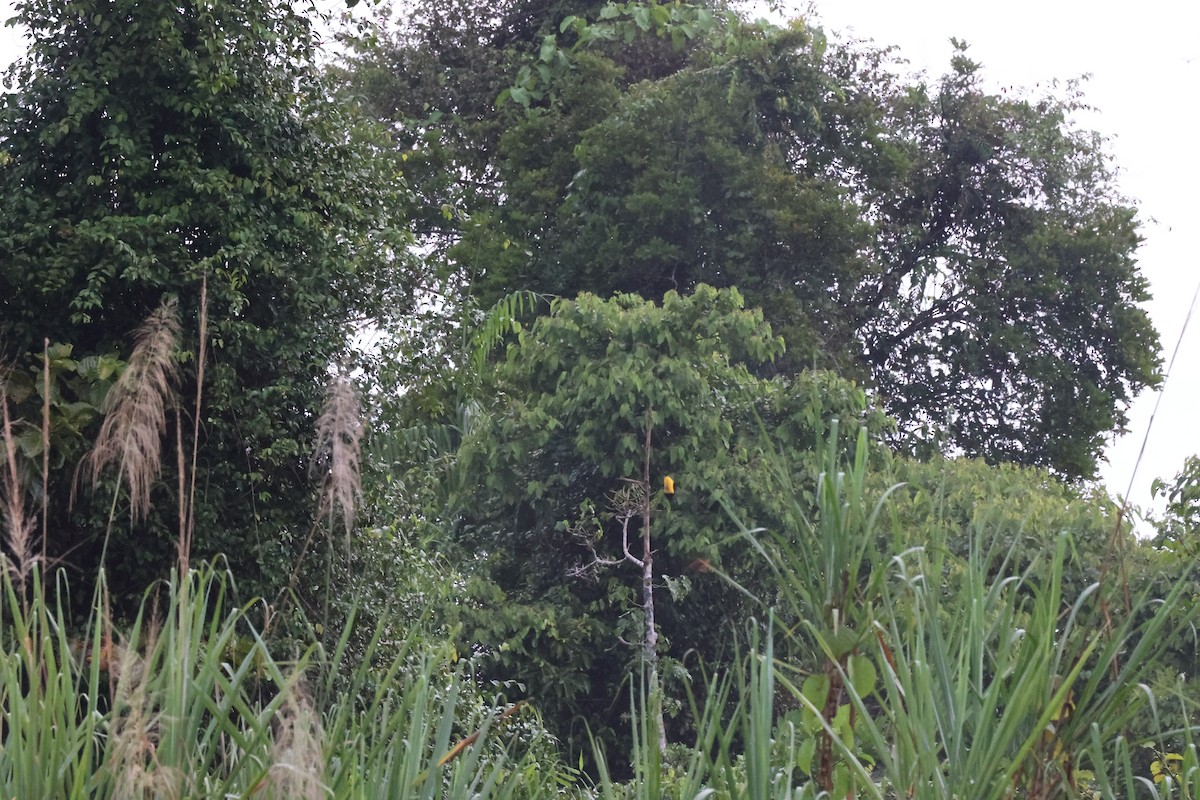 Twelve-wired Bird-of-Paradise - ML638980719