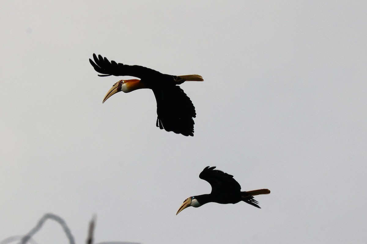 Blyth's Hornbill - ML638980723