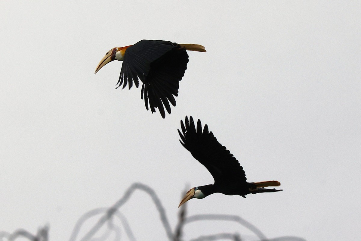Blyth's Hornbill - ML638980724